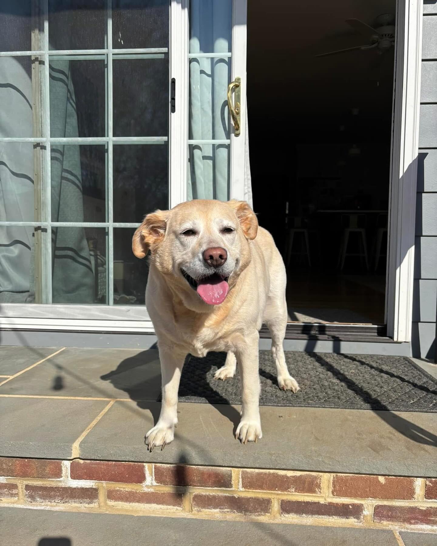 Lab Rescue of Greater Richmond | Midlothian VA