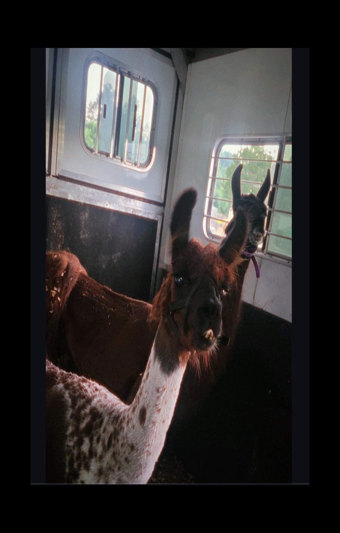 Blue Ribbon Horse Trailering