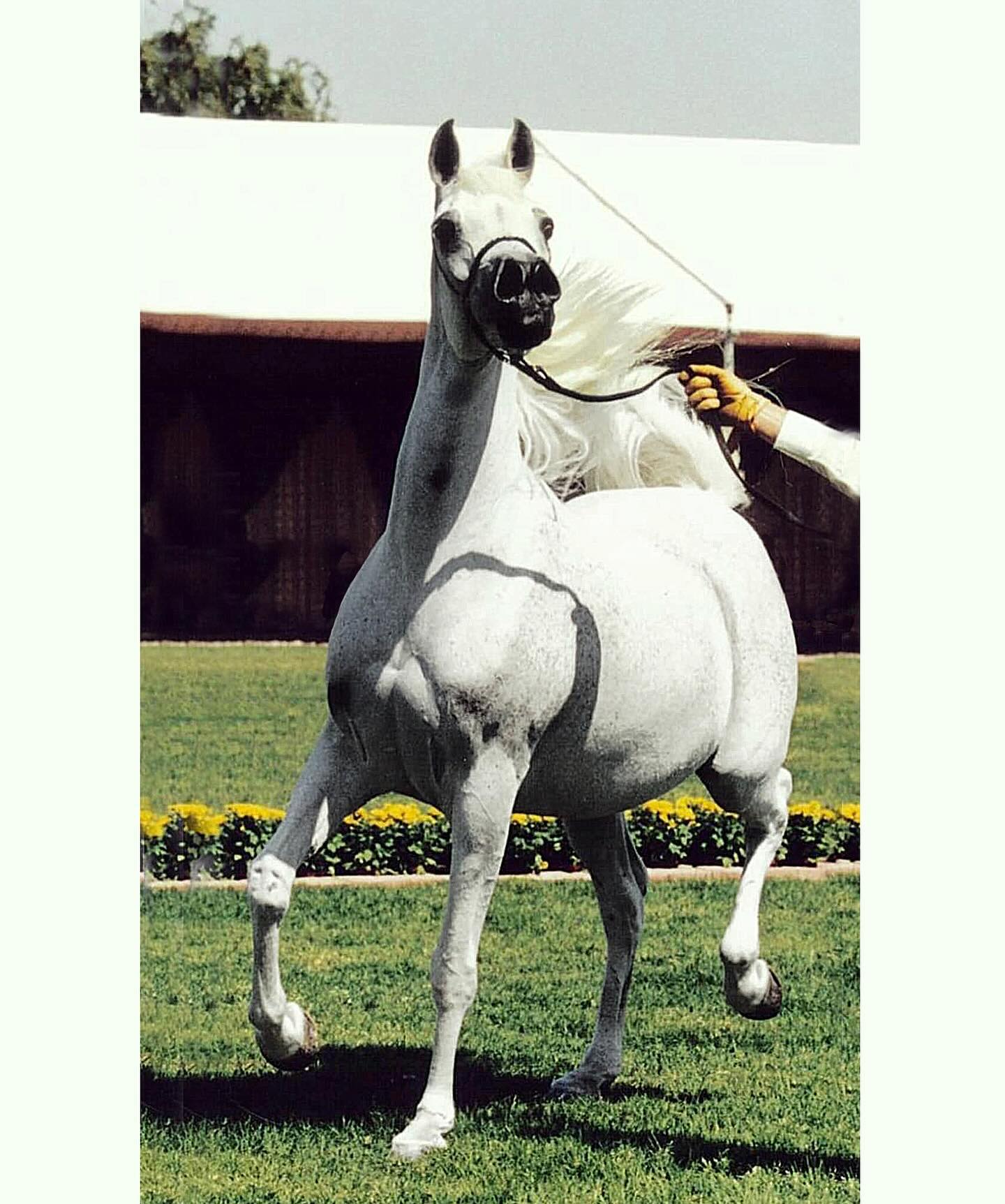 Al Rayyan Farm | Ar Rayyan