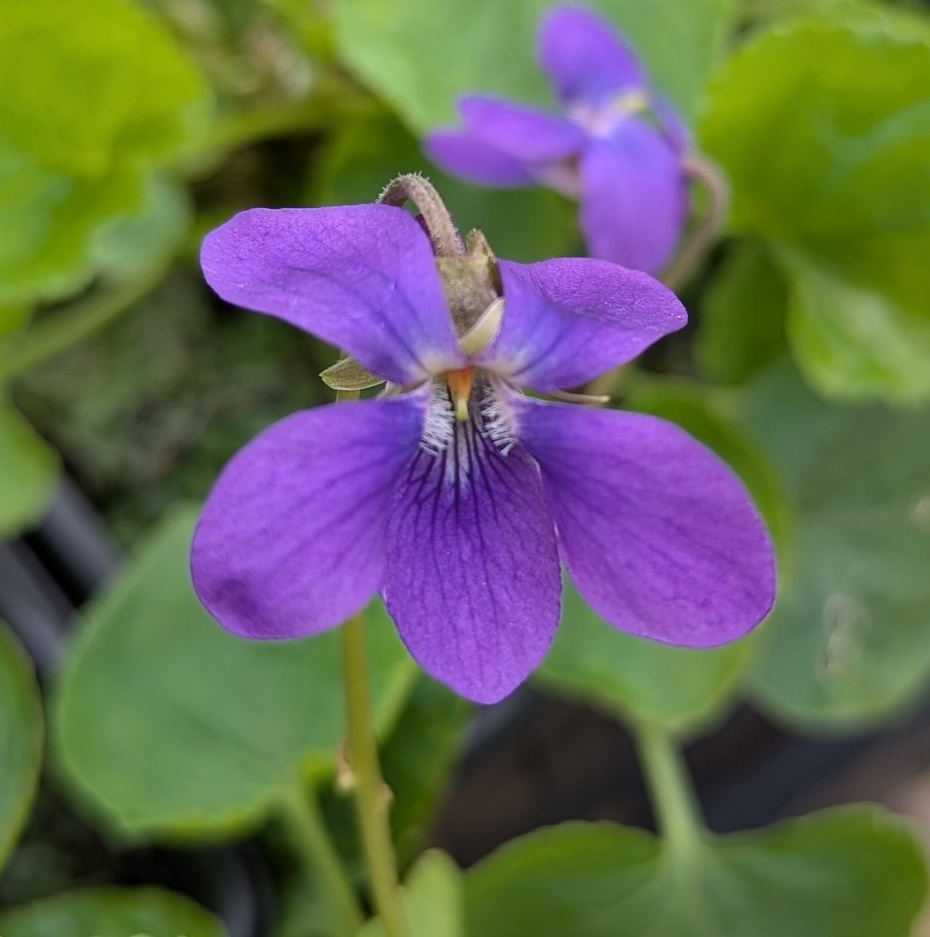 Shire - Viola odorata 'Royal Robe' is a Sweet Violet with large, deep ...
