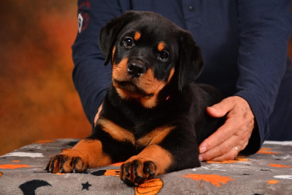 Vom Lauffeuer Rottweilers in Colorado