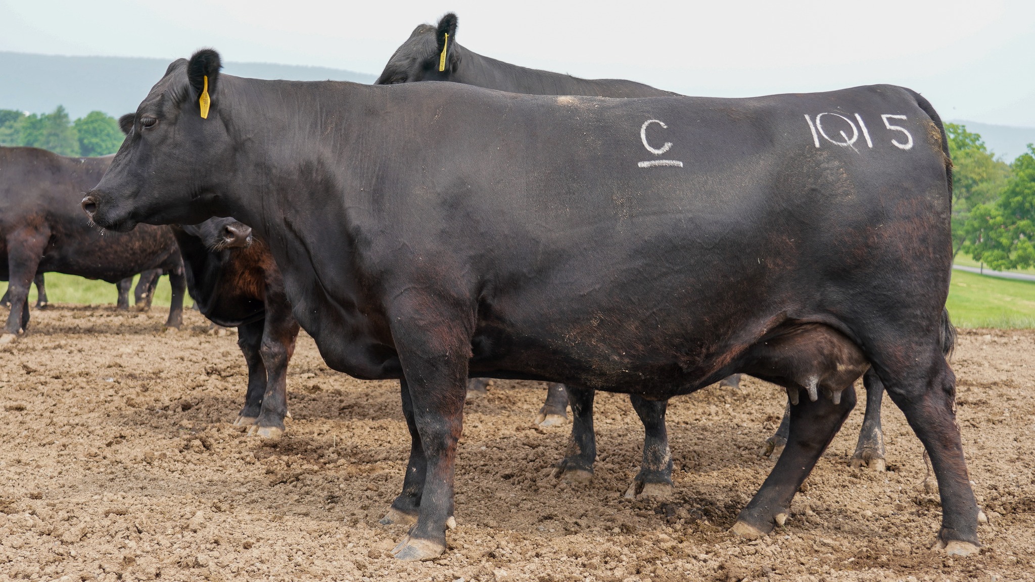 Clark Farms Angus | Hustontown PA