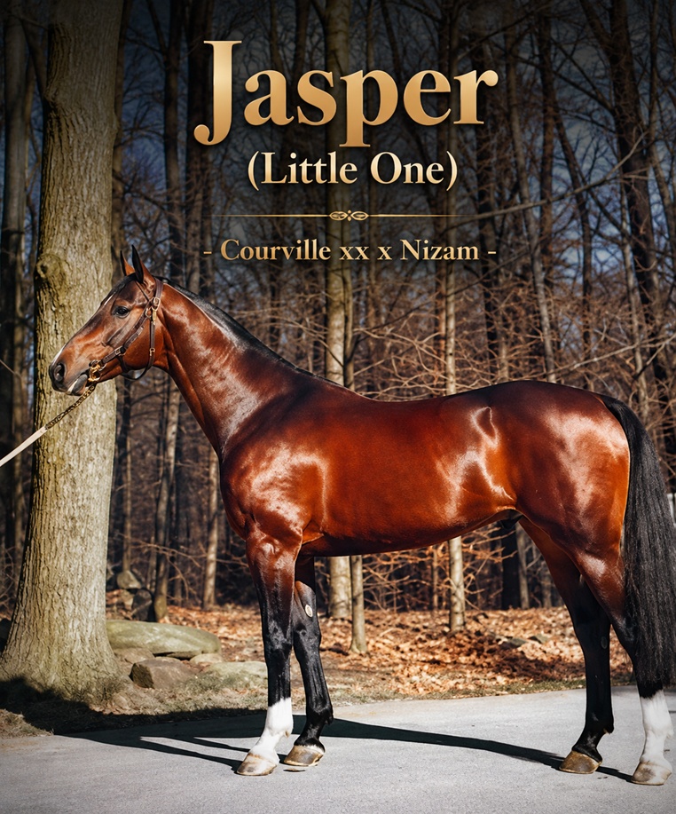 Jasper (Little One) – The Courville xx × Nizam Legacy 🐴✨ When