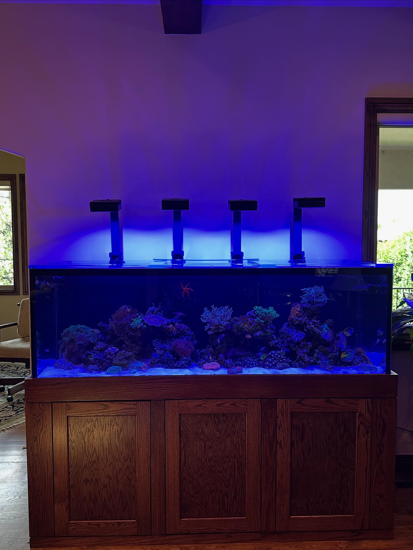 blueridgereefs | Denver CO