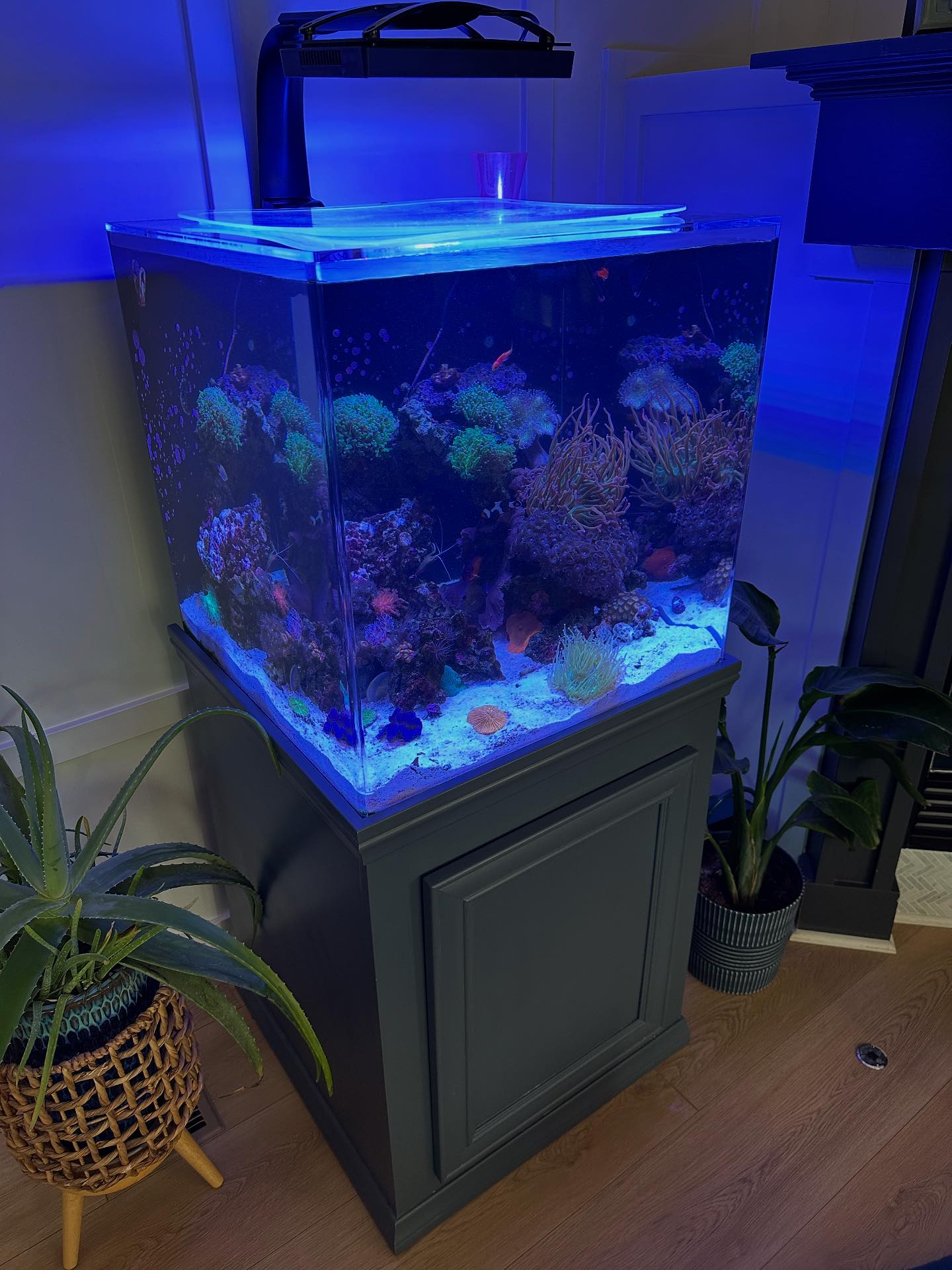 blueridgereefs | Denver CO