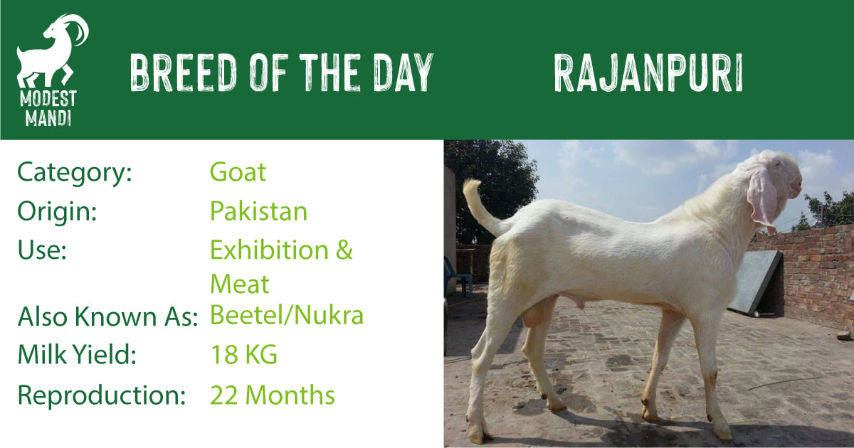 Modest Mandi - The Rajan Puri goat is also called the... | Facebook