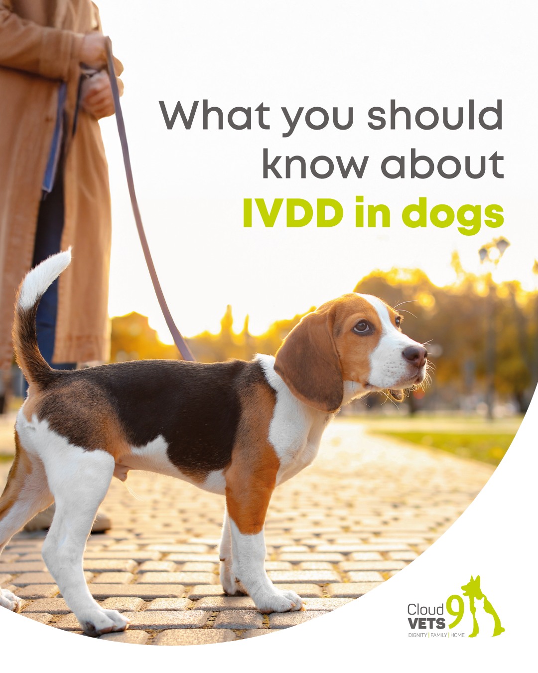 Cloud - Intervertebral Disc Disease (IVDD) is a degenerative spinal ...