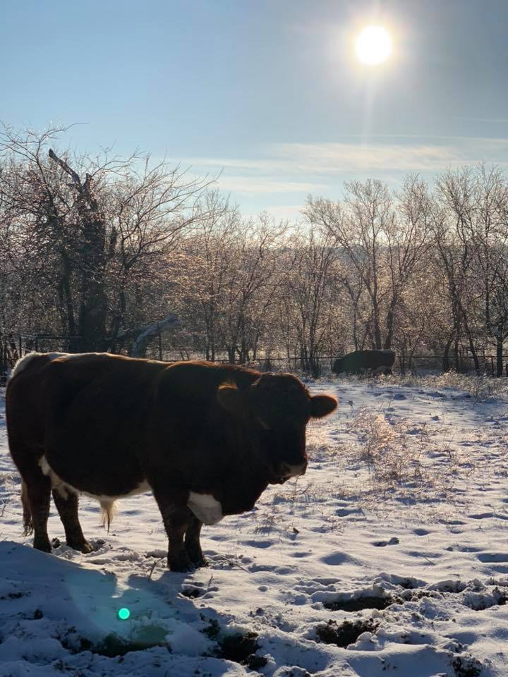 Some pics of the boys soaking up the sun. - NoName Ranch Beef