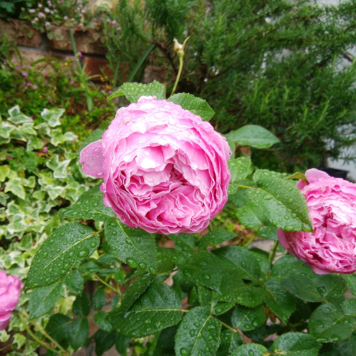 Gardening Japan - ‘For Your Home’, a variety of Rosa... | Facebook