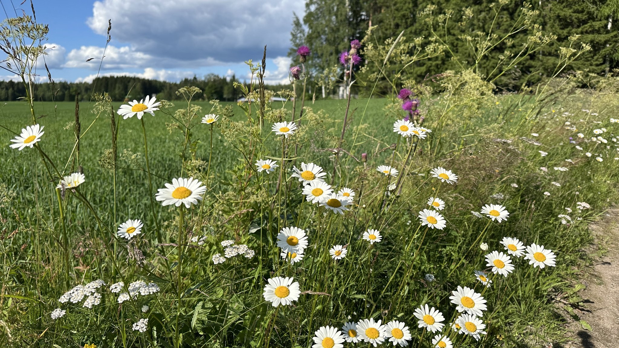 Ruovesi-lehti