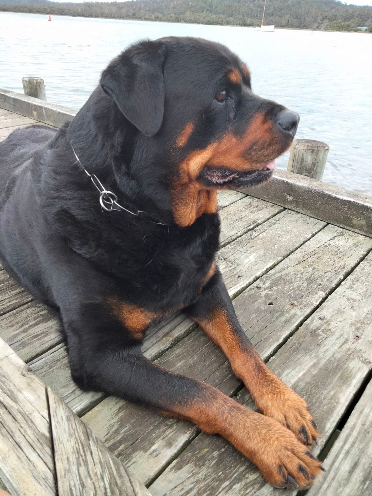 Moya Rottweilers