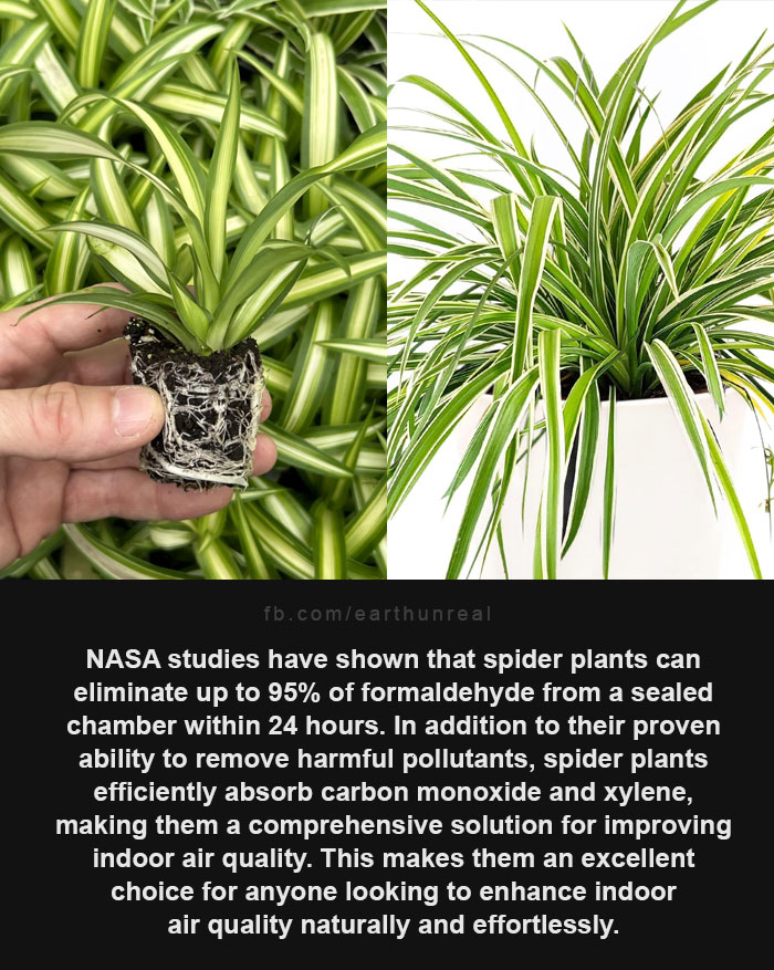 Earth Unreal - Spider plants, scientifically known as...