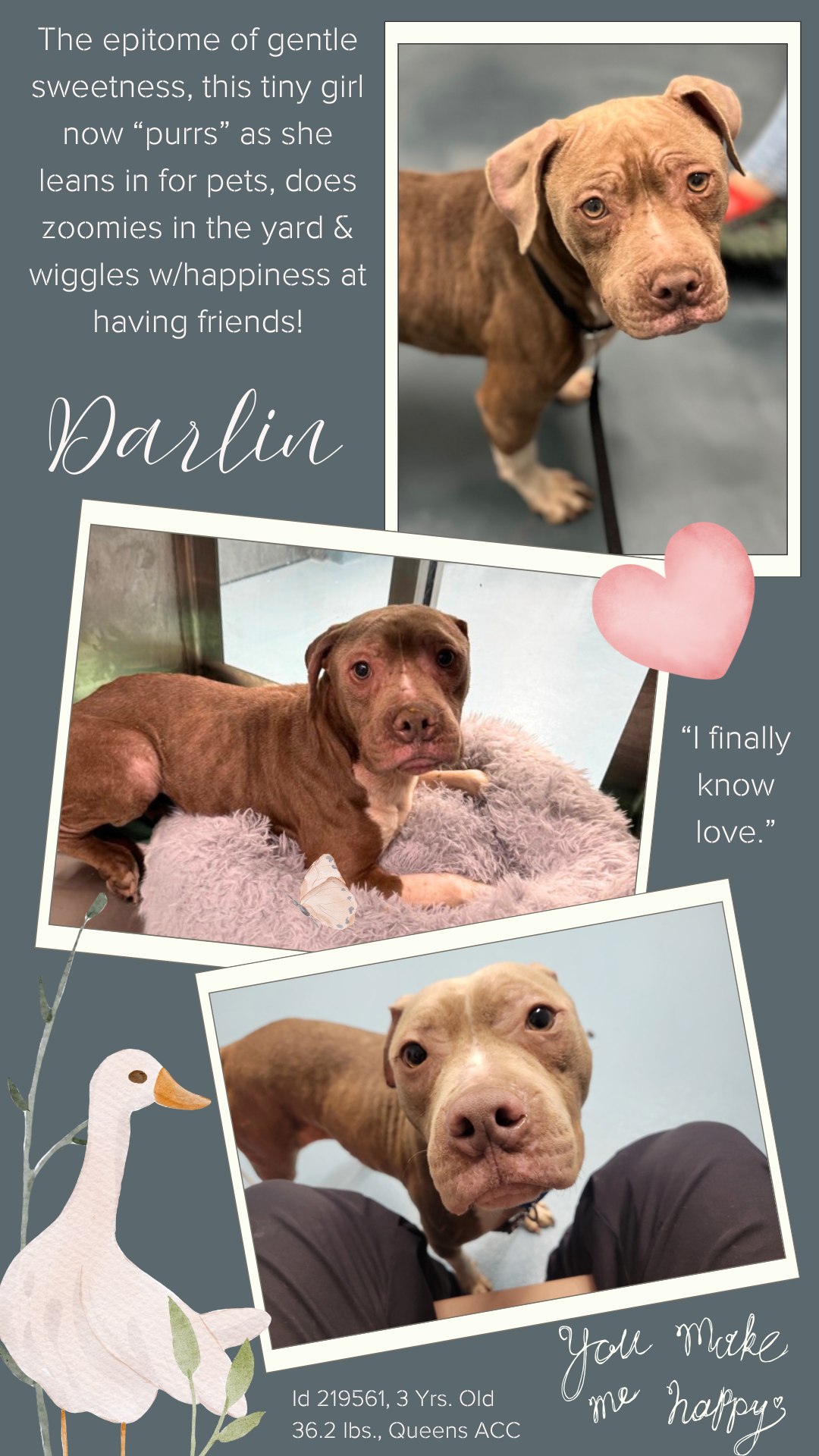 Dogs Lives Matter - Saving NYC Dogs - *** PLACED WITH RESCUE *** She ...