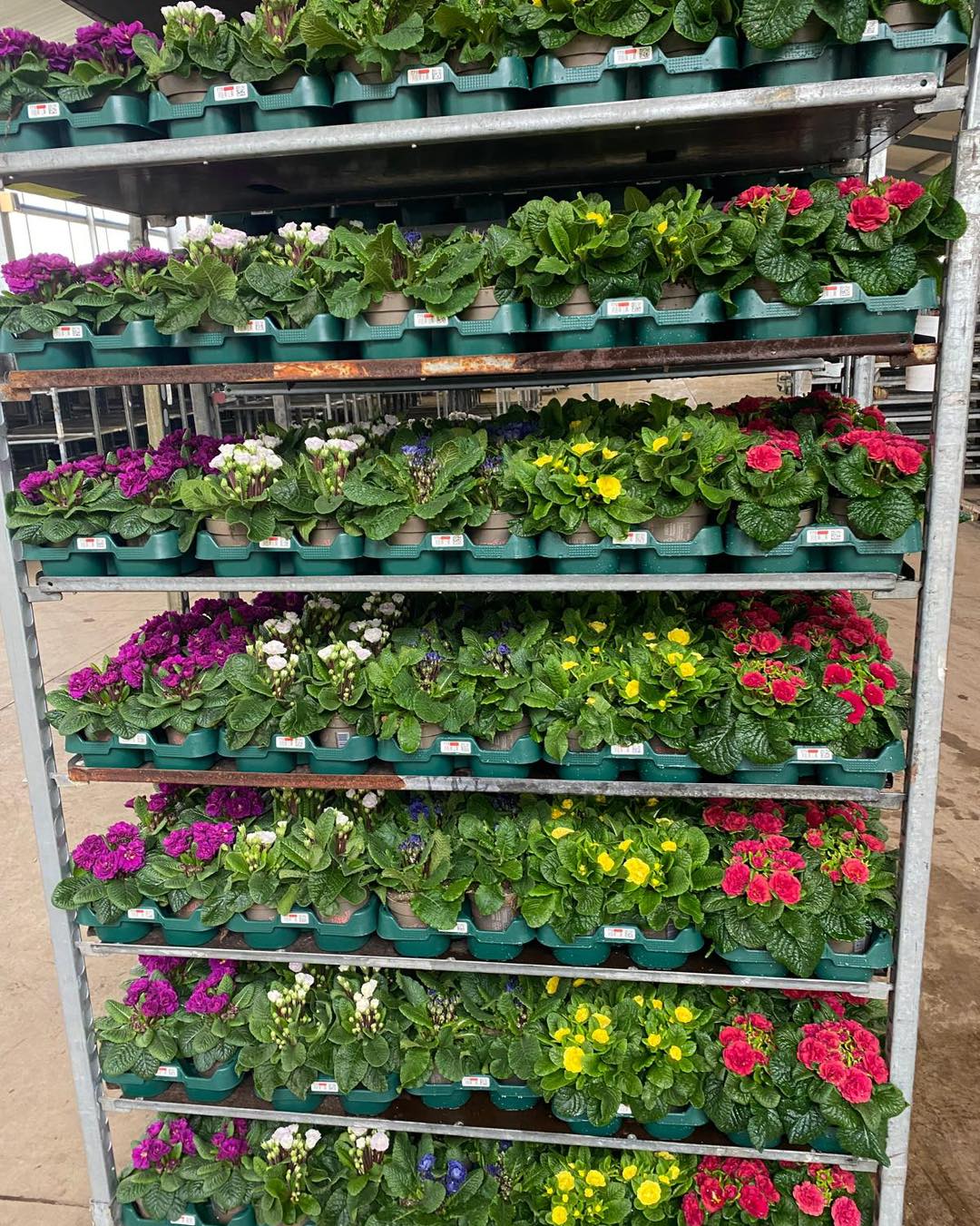 Plusplants - **Euro Plant Tray** Es geht los! Seit 2023 ist PlusPlants ...