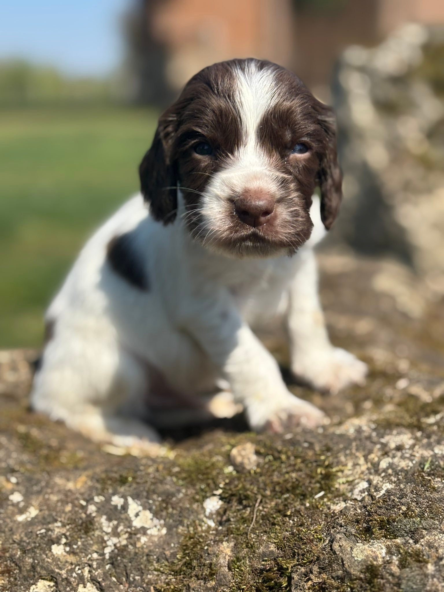 Élevage Sunset D'Hell English cocker et English springer