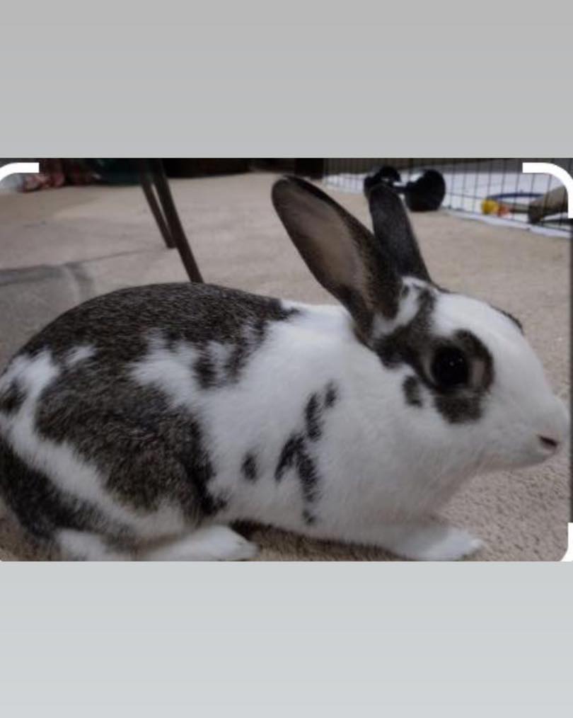 A rabbit like the one pictured... - Lost and Found Pets Aruba | Facebook