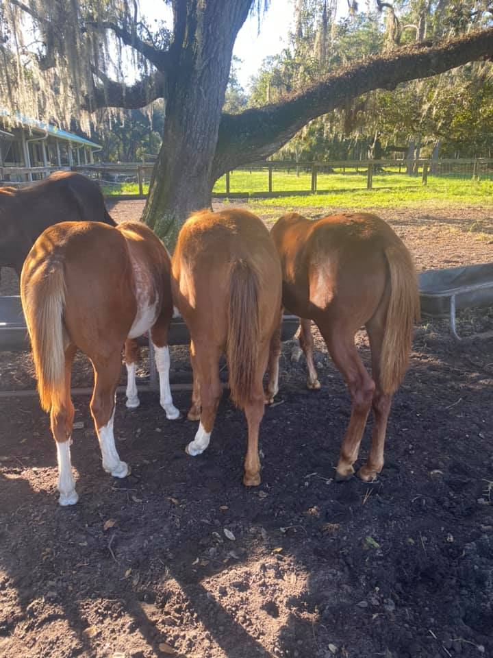 Asana Ranch | Haines City FL