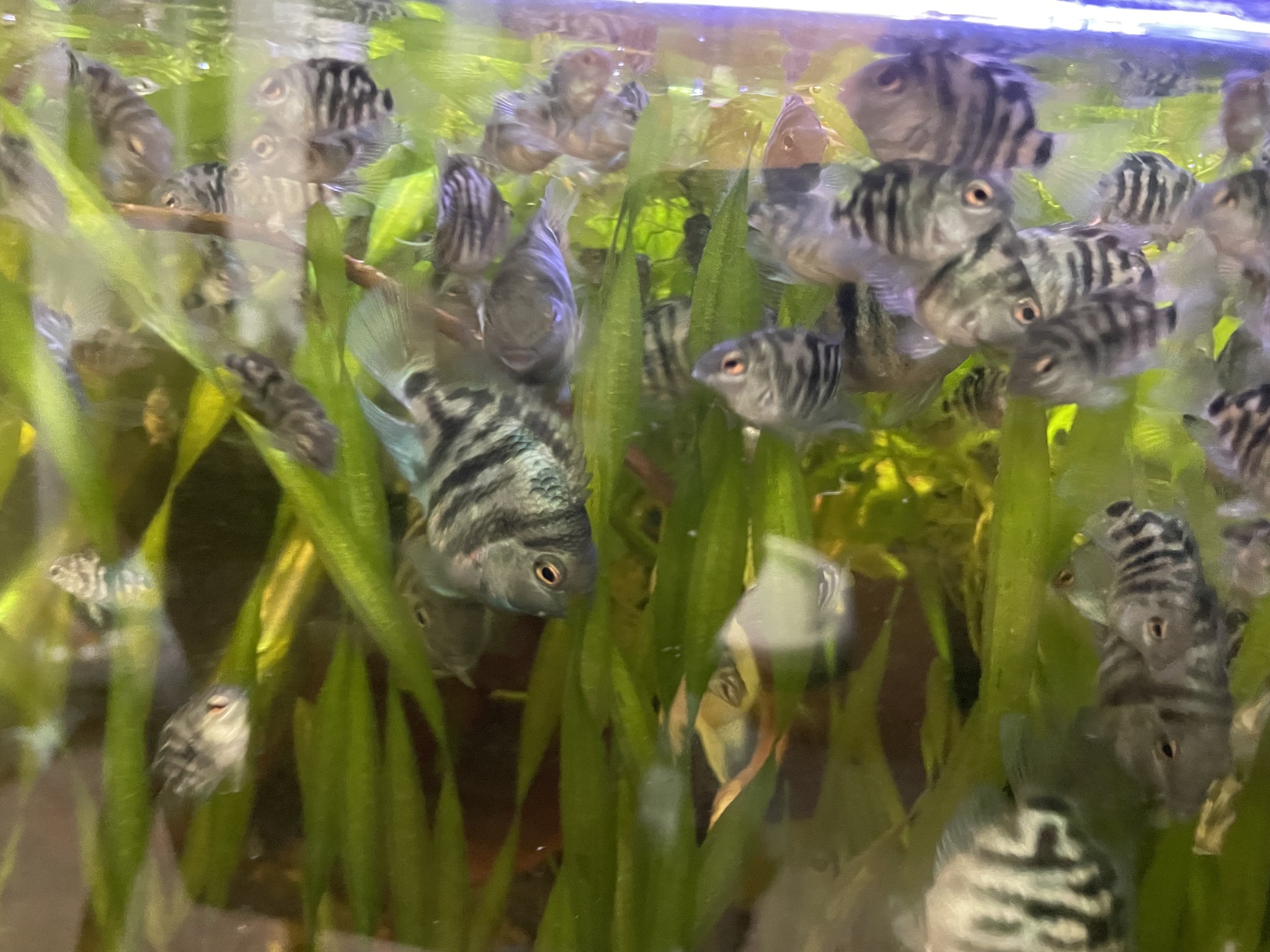 Nick’s Fun with Fish | Elk Grove CA