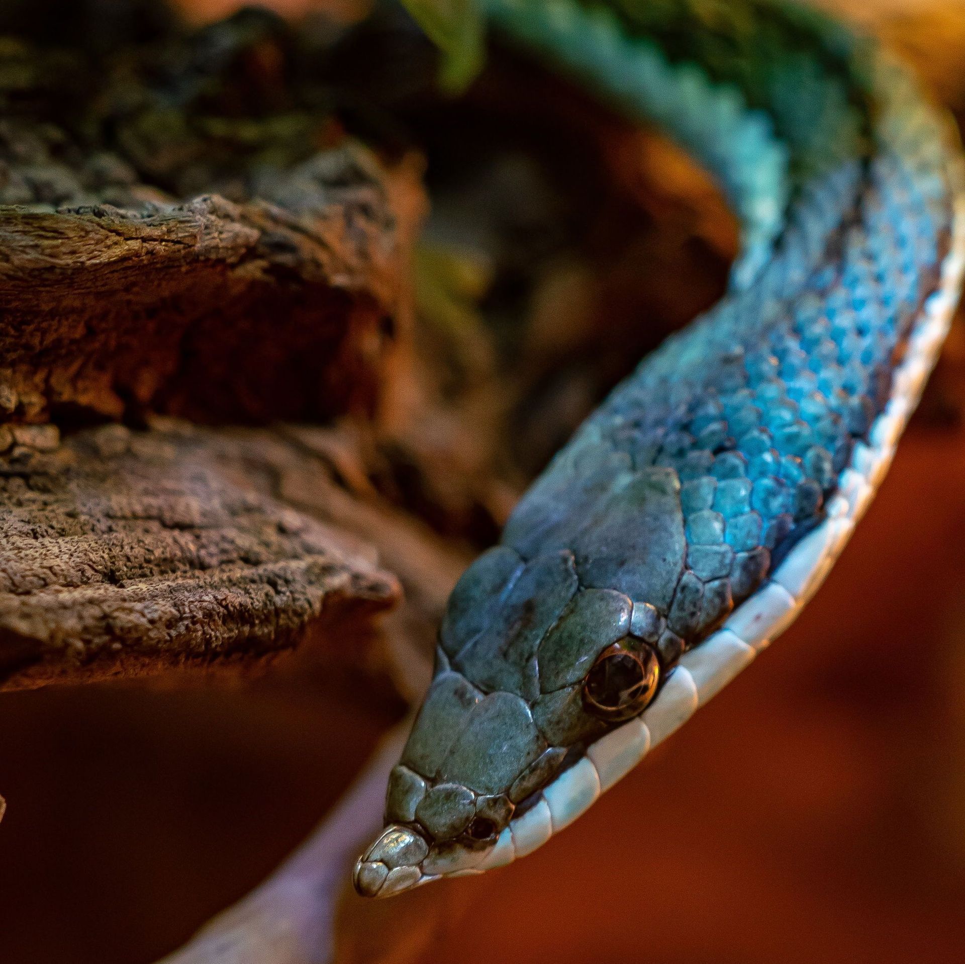 Animal World & Snake Farm Zoo - The Baron’s Racer is a sleek, semi ...