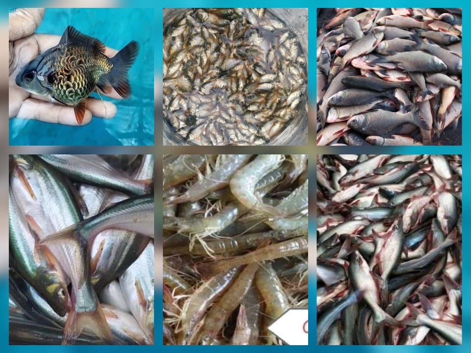 FISH SEEDS & GENERAL ORDER SUPLYER {All India} | Facebook