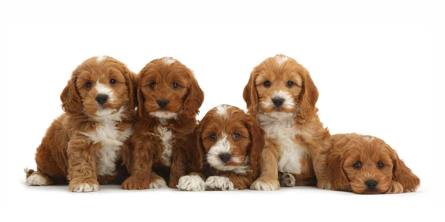 COCKAPOO PUPPIES FOR REHOMING | Facebook
