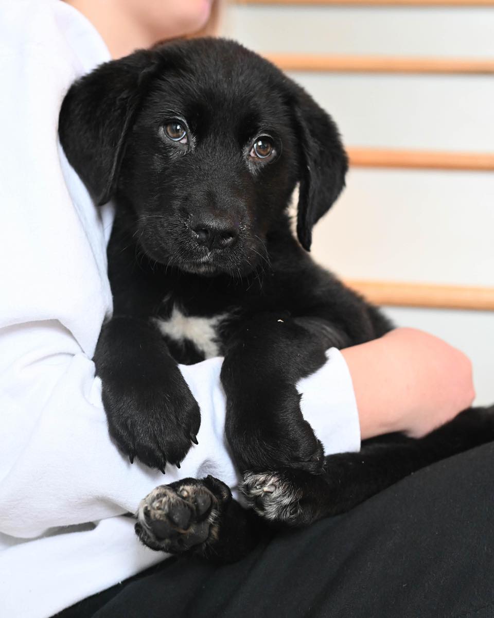 💙 ANCHOVY IS LOOKING FOR HIS HOME!💙... - Lab Rescue OK, Inc. | Facebook