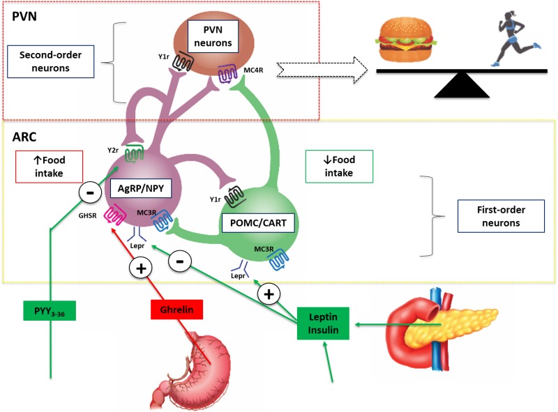 Metabolism, hormones, nutrition, life-style and disease prevention ...