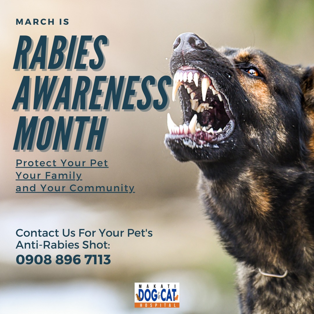 Manila - March: Rabies Awareness Month Do you know the Philippines is ...