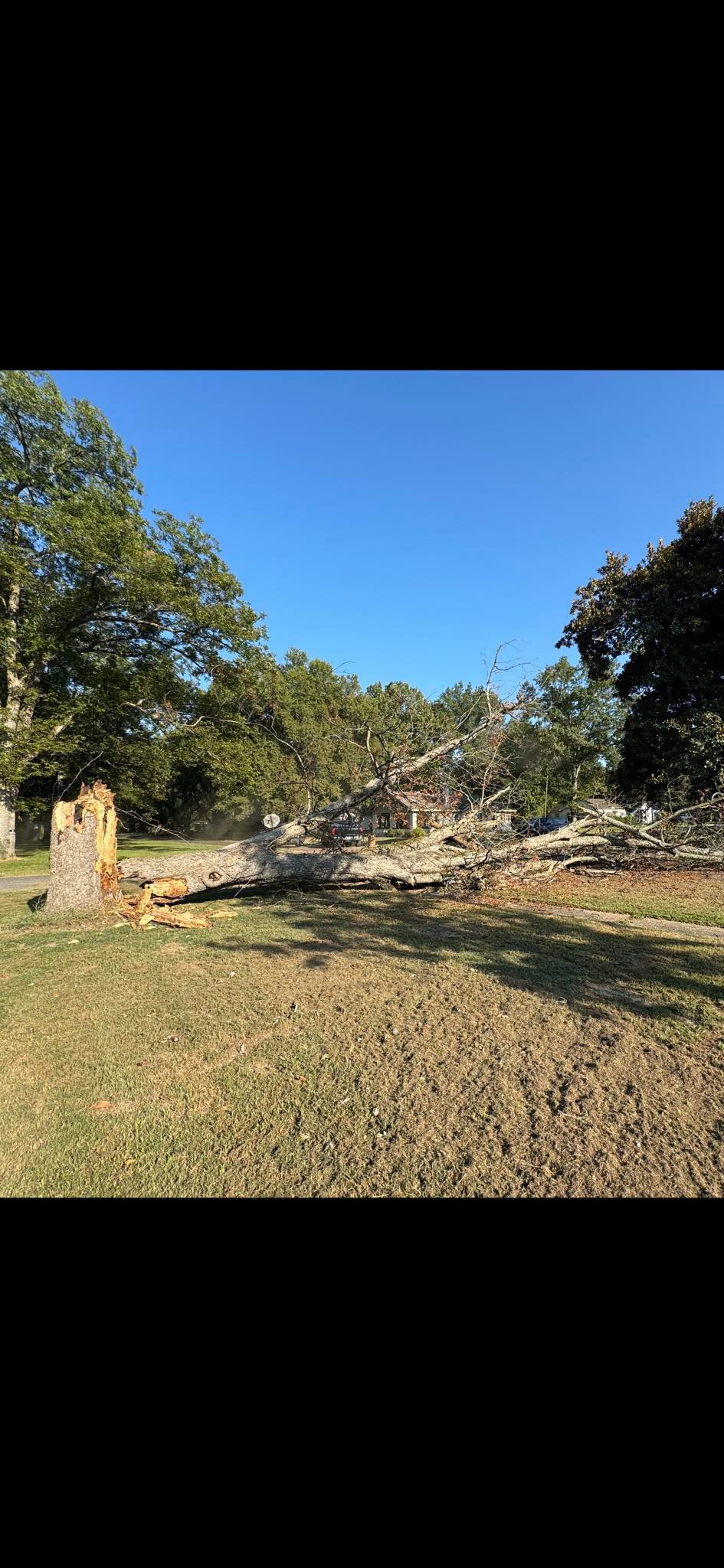 Trees R Us LLC