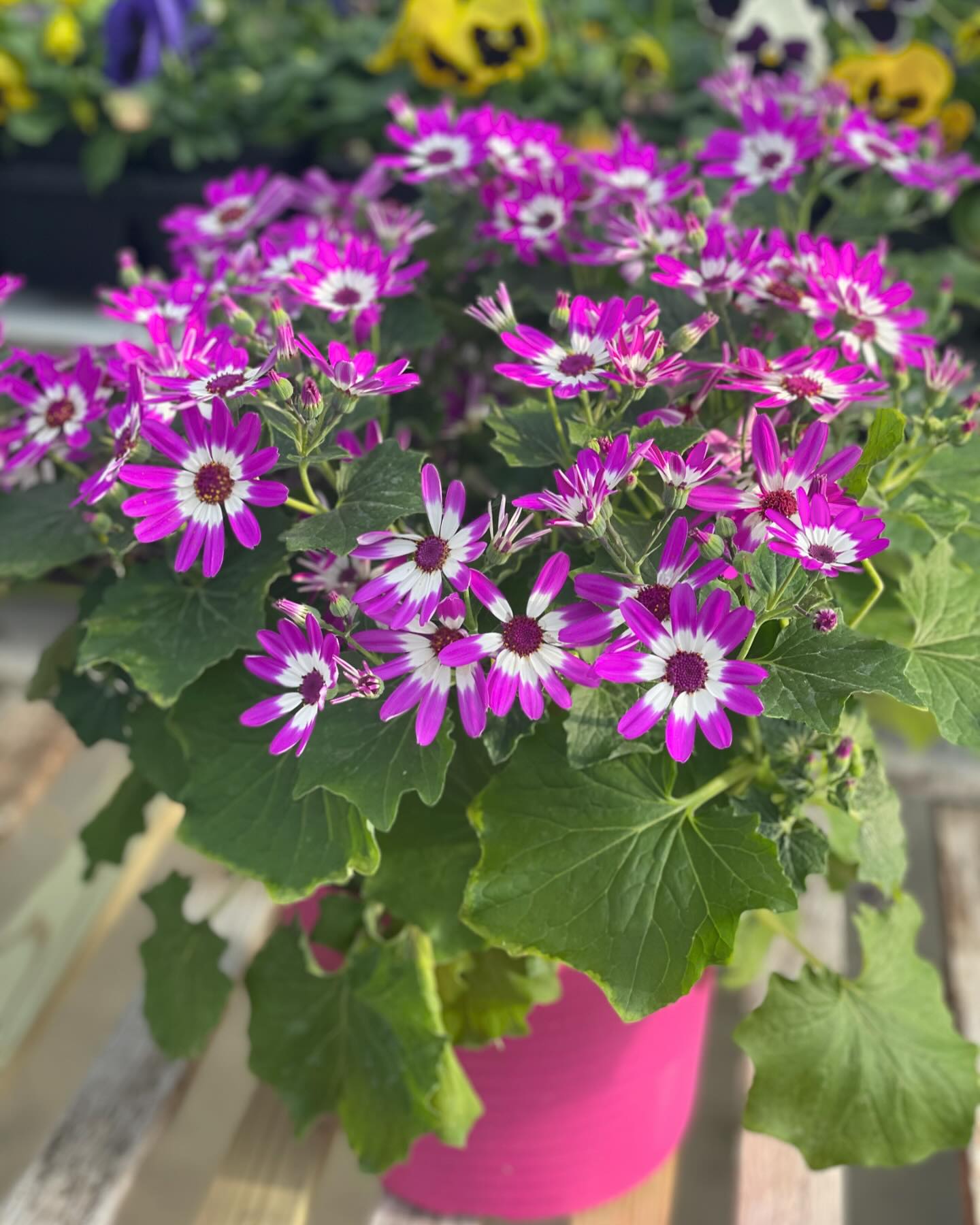 Redefined Roots Garden & Greenhouse