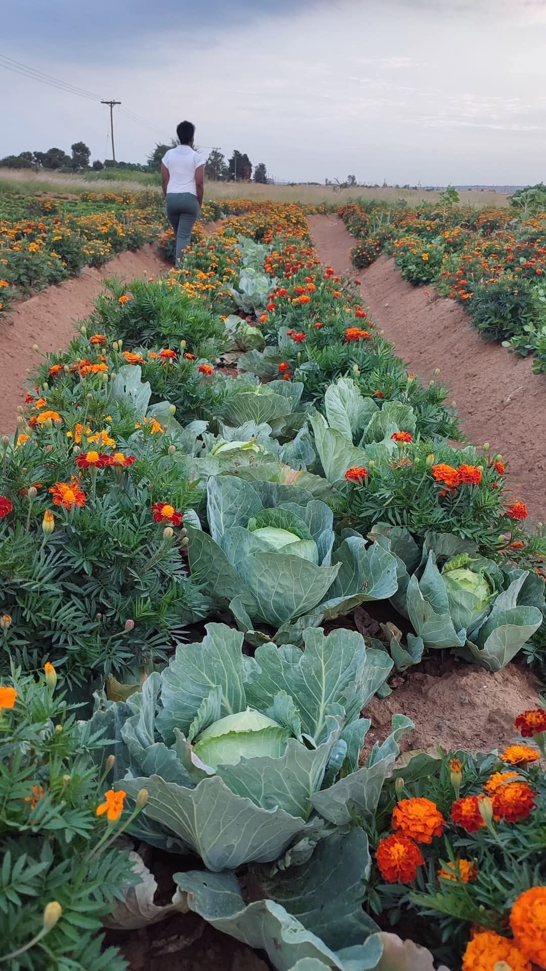 Organic - Agroecology is a sustainable farming approach that blends ...