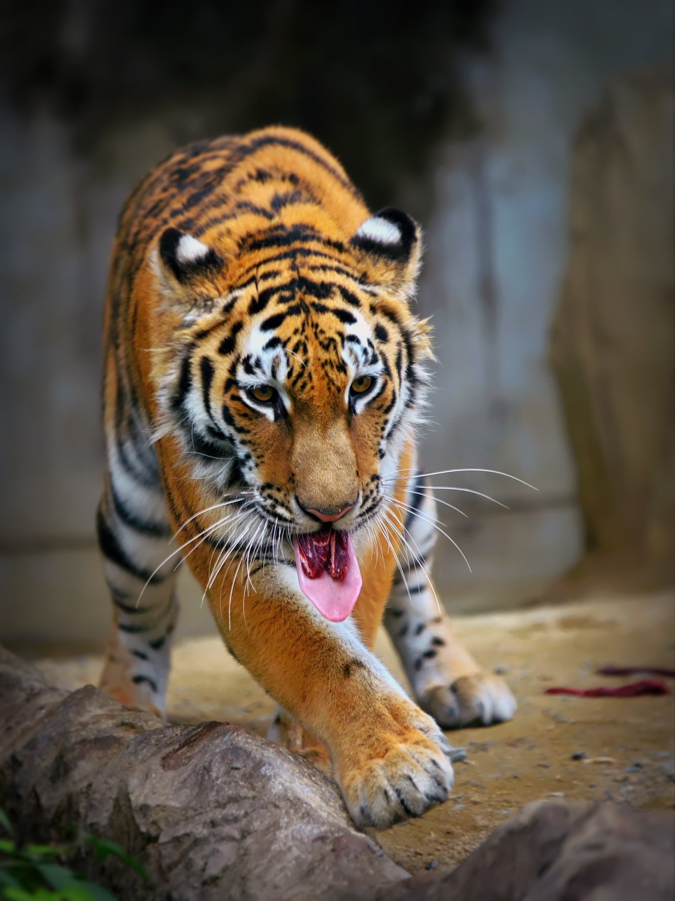 第37回福山市立動物園写真コンテスト作品募集期間の変更について ふくちゃん応援隊 ボルネオゾウ فيسبوك