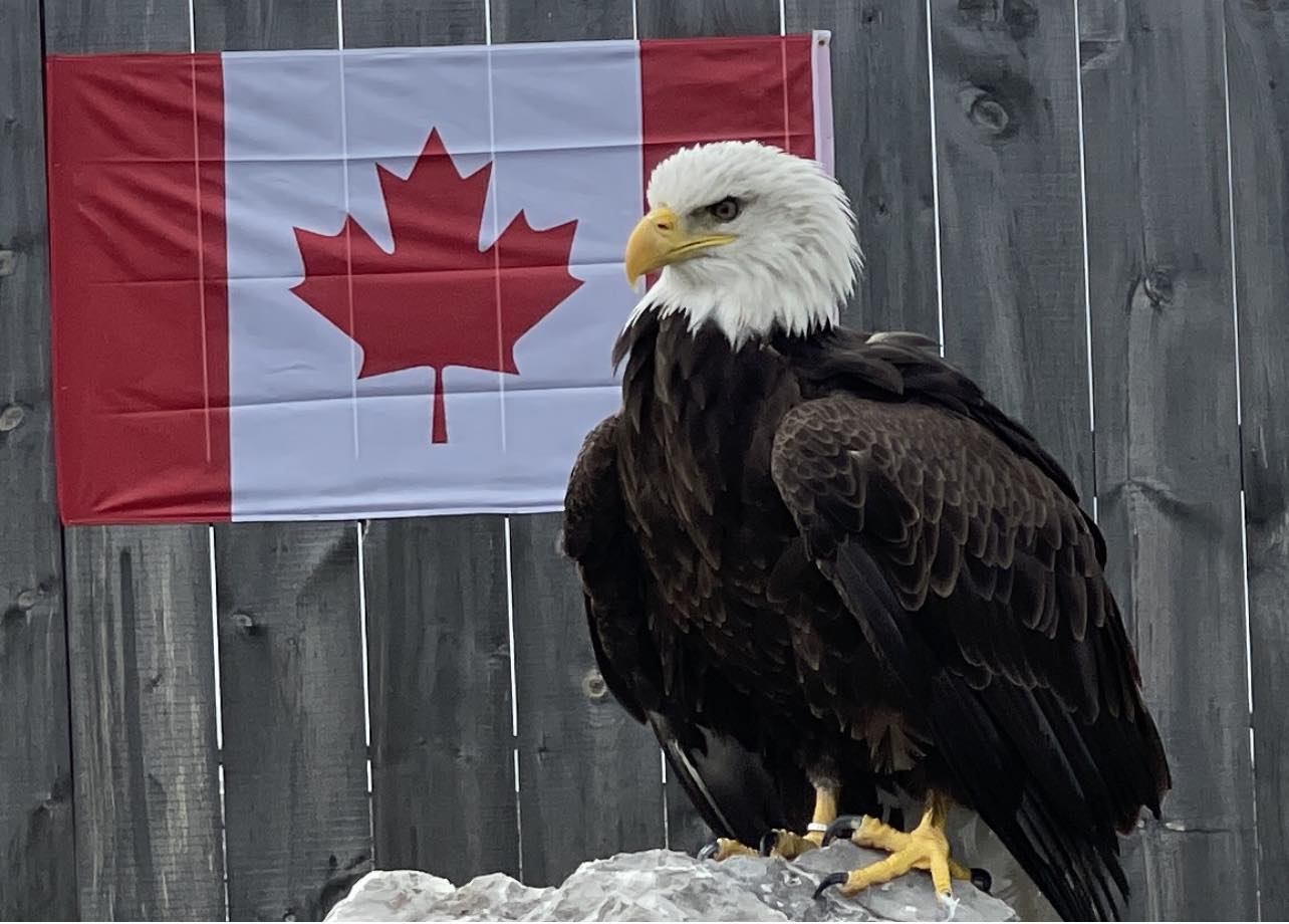 The Canadian Raptor Conservancy is... - Millers Family Camp | Facebook