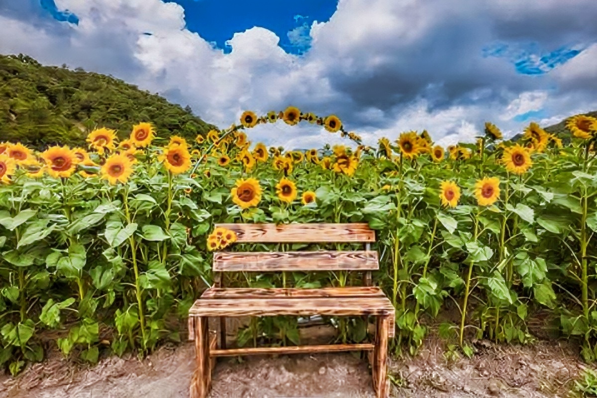 Este campo de girasoles es el rincón... - Monterrey Secreto | Facebook