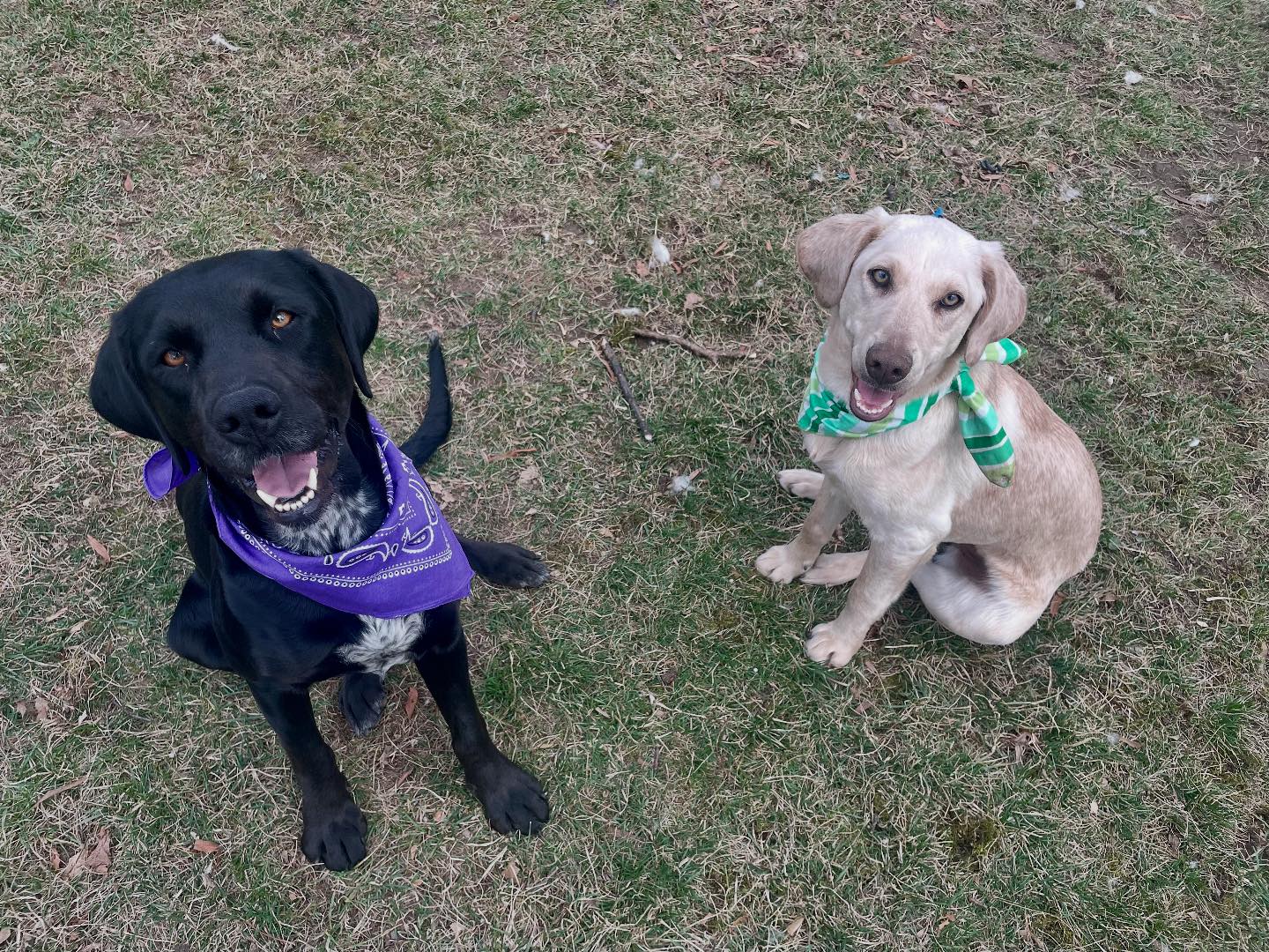 Cincinnati Lab Rescue