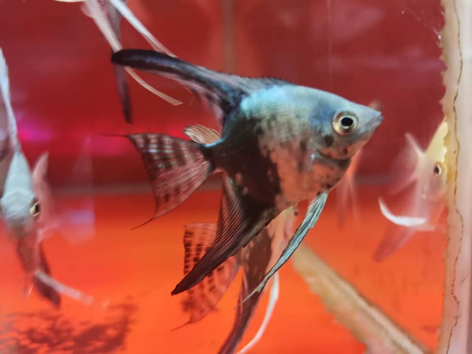 Grab A Fish