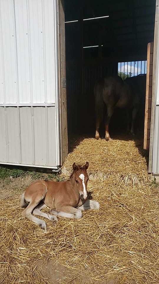 RTD's FirstBornUnicorn