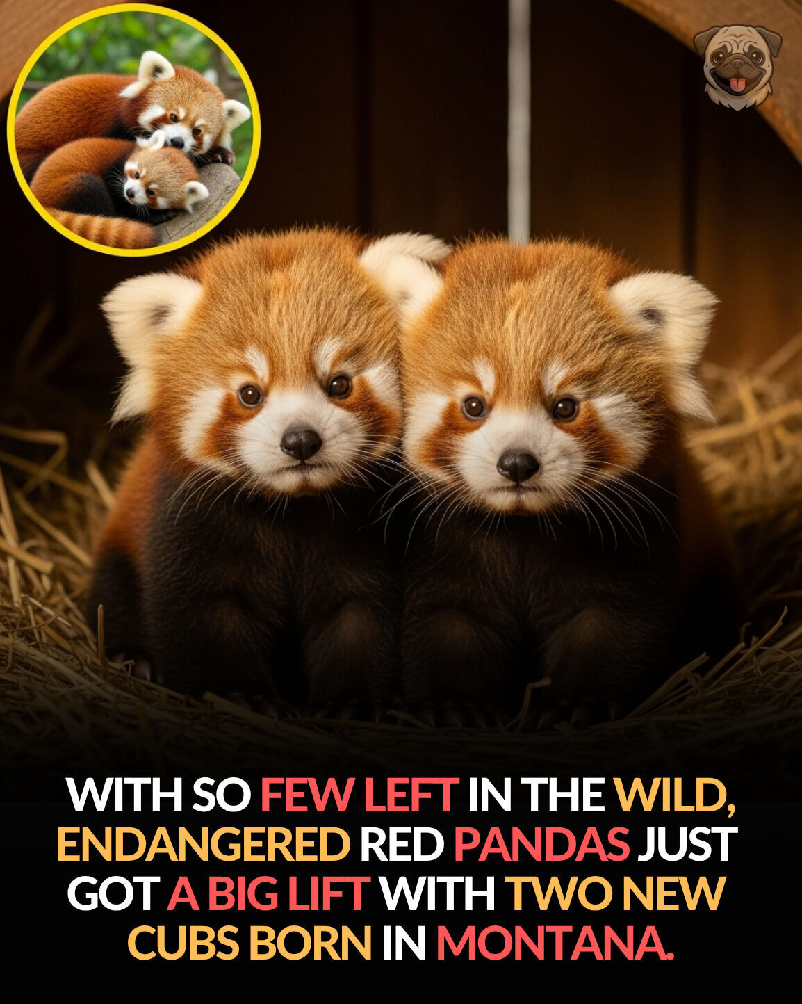 Sunset Zoo is thrilled to introduce you to our new red panda cub