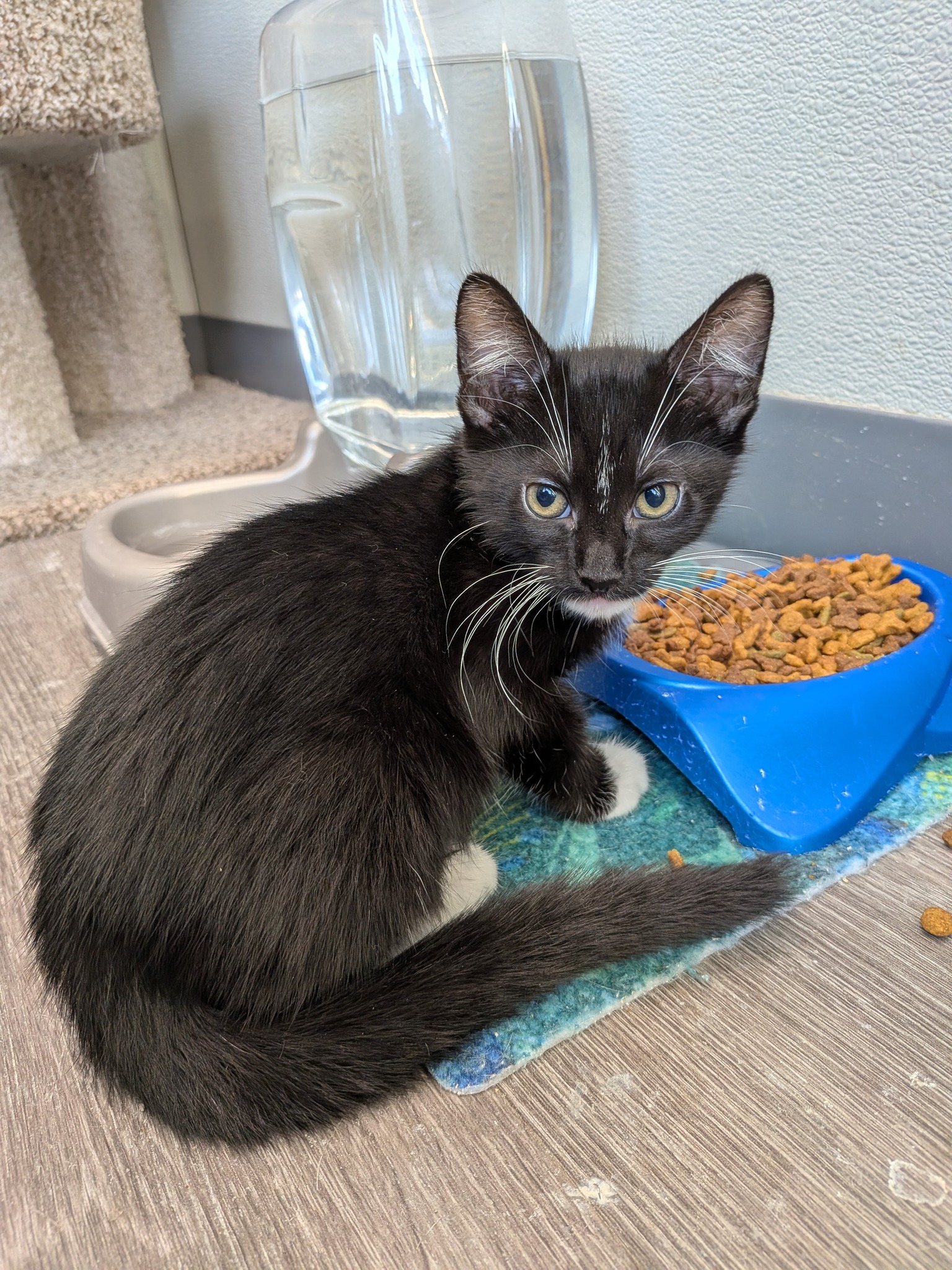 Pet Supplies Plus - Waco, TX | Waco TX