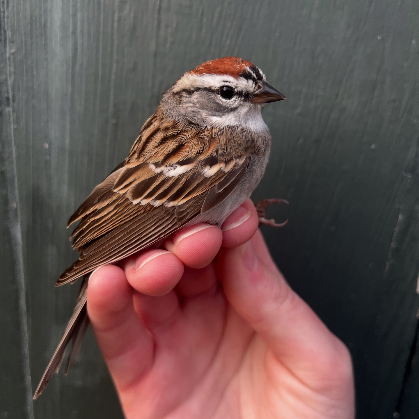 Foreman's - The Chipping Sparrows are starting to sport some dapper ...