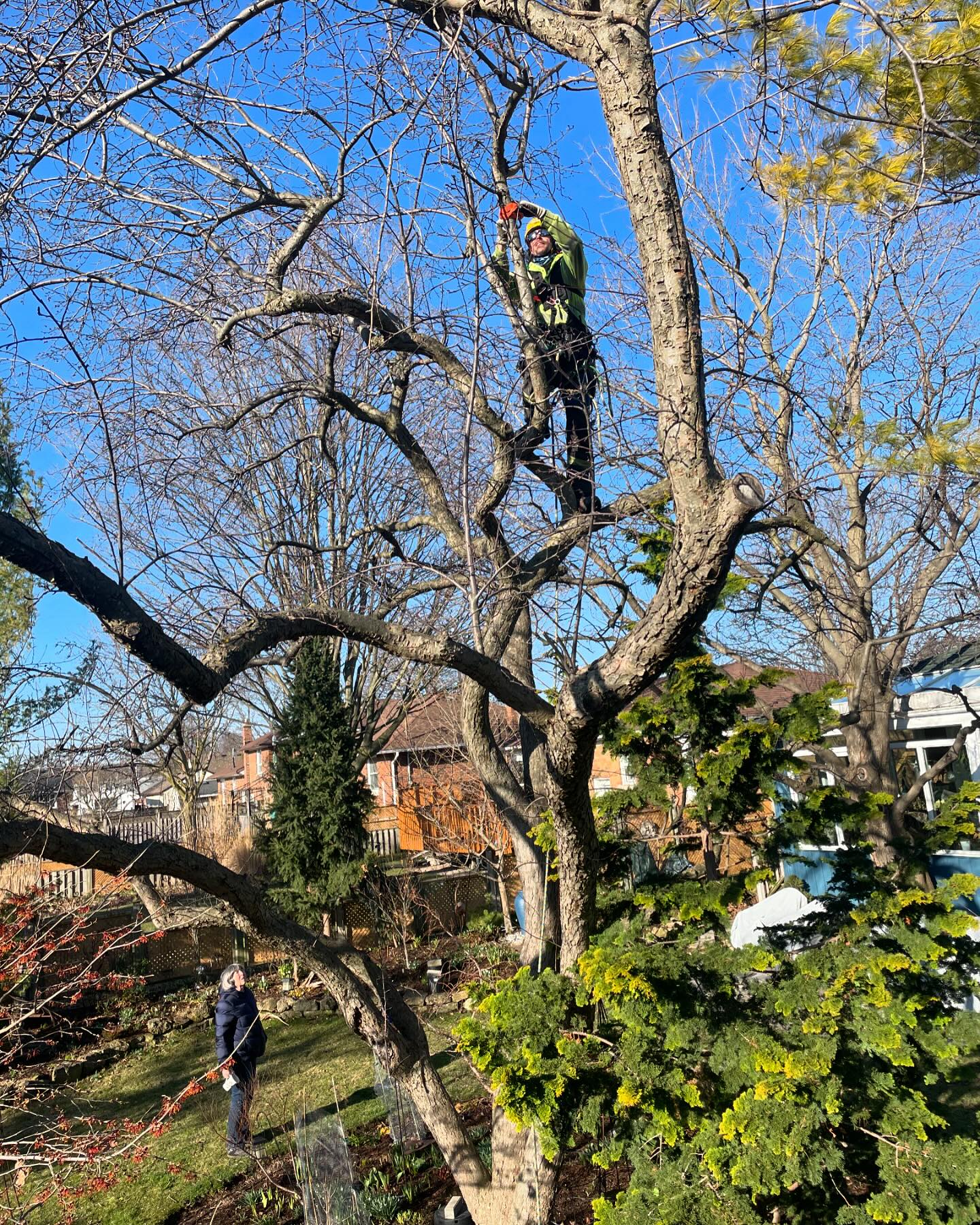 Maple Hill Tree Services | Burlington ON
