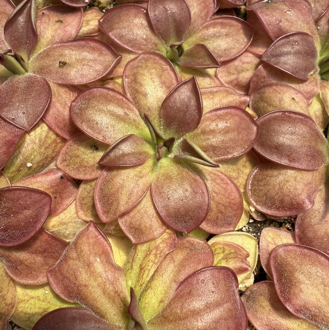 New release! 🤩 Pinguicula x “Malibu Barbie” is a wildly pink