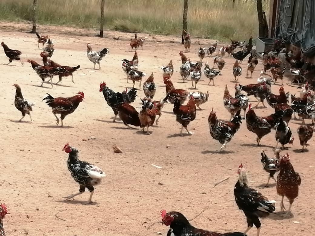 Patron Poultry