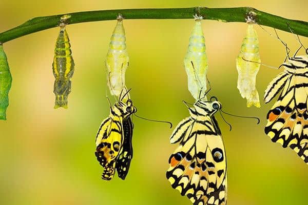 🐛🐛🐛🐛วงจรชีวิตของผีเสื้อค่ะ 🐛🐛🐛🐛 - BUG BOX butterfly raise