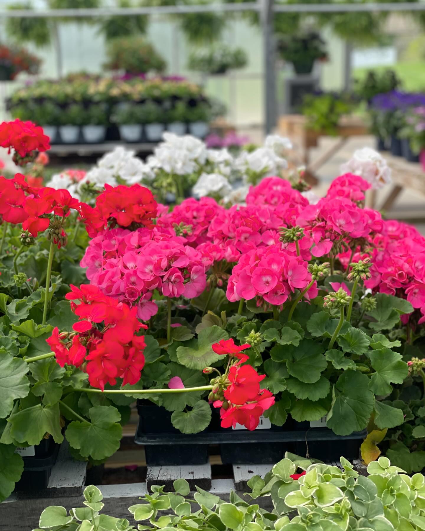 Redefined Roots Garden & Greenhouse