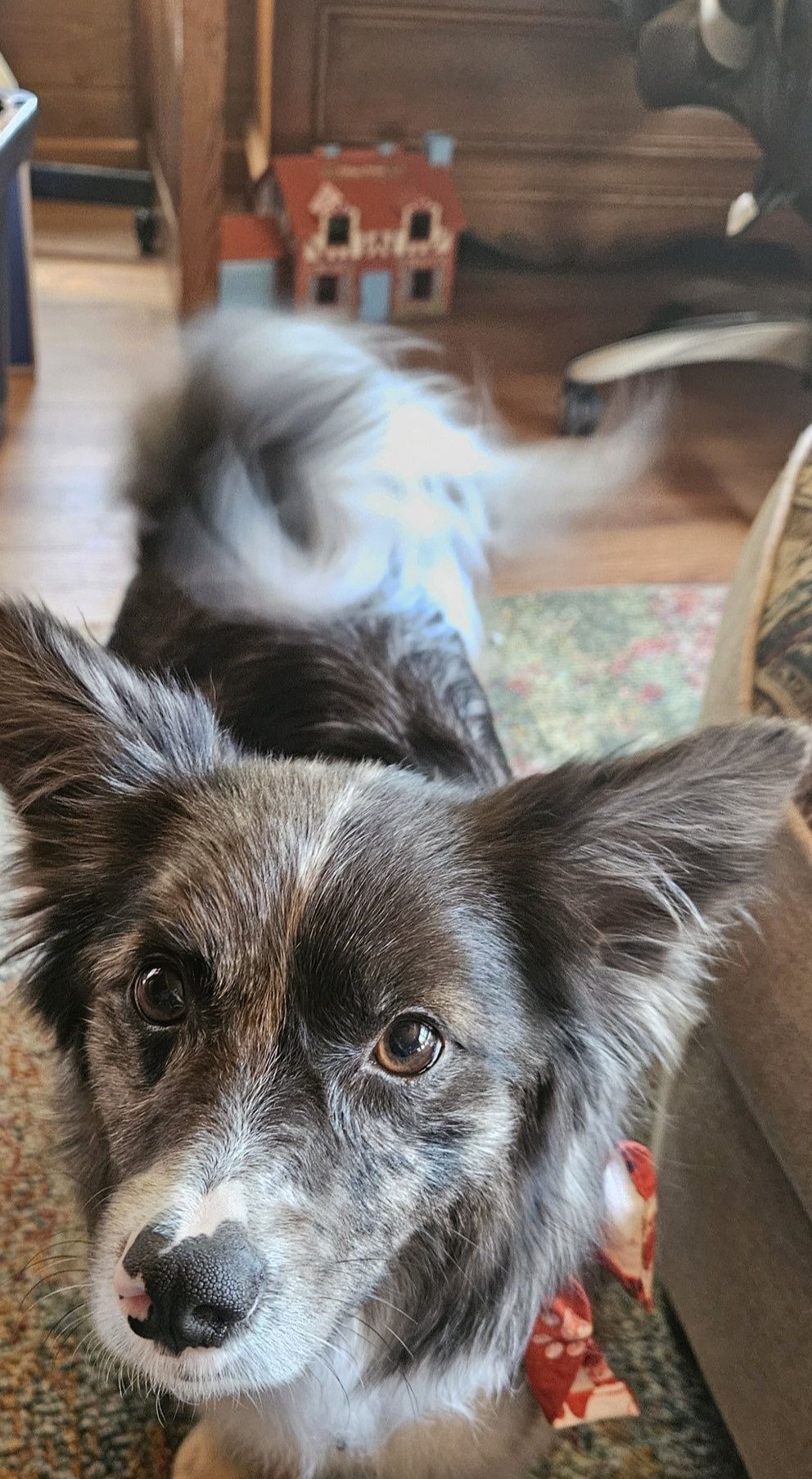 Ruff Pups | Reedsburg WI