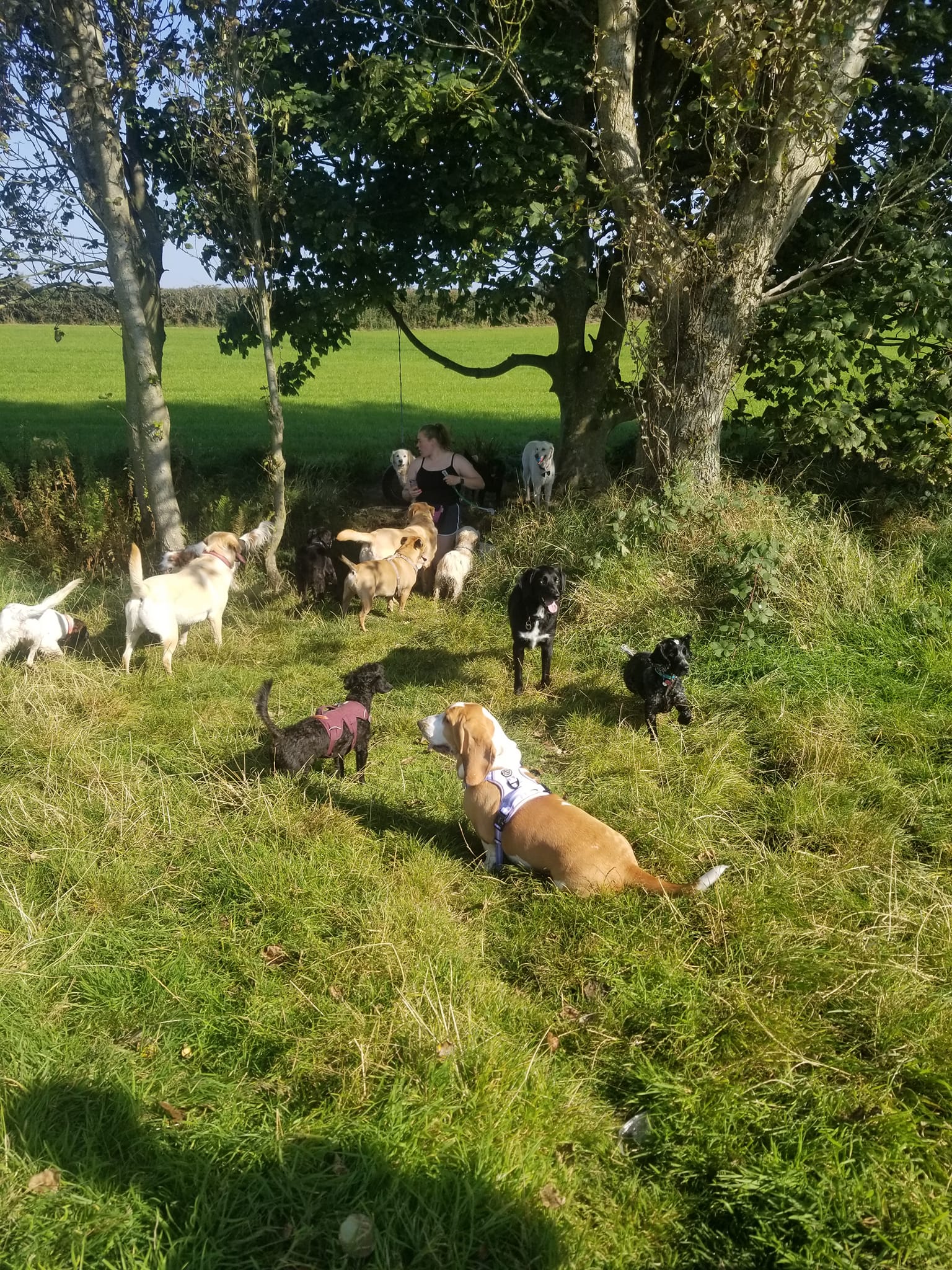 Rambling Rover pet walking and minding services | Bangor