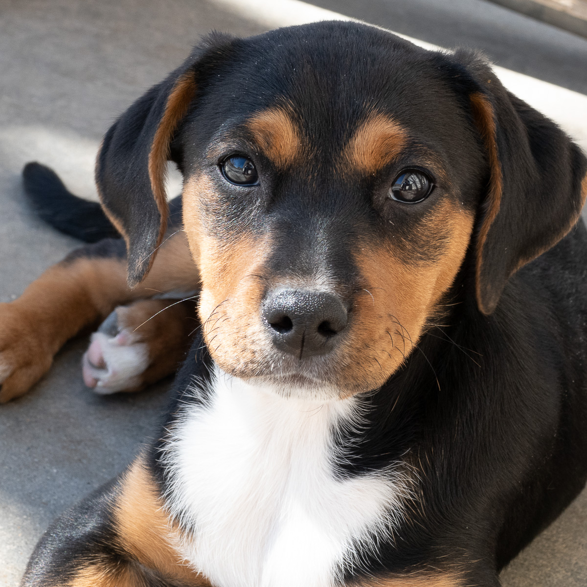 Casper - ADOPTED!!! Roxie is a three-and-a-half-month-old Mixed Breed ...