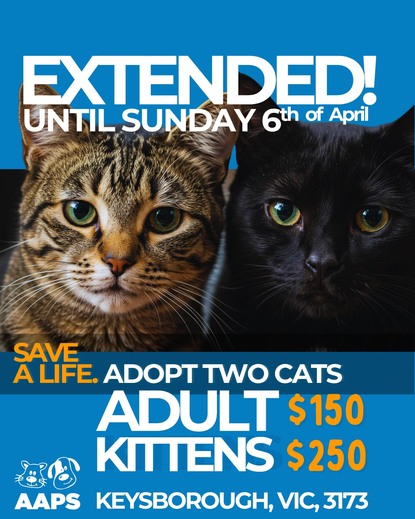 Australian - EXTENDED! 50+ Cats Still Need Homes! 🚨 Missed the weekend ...
