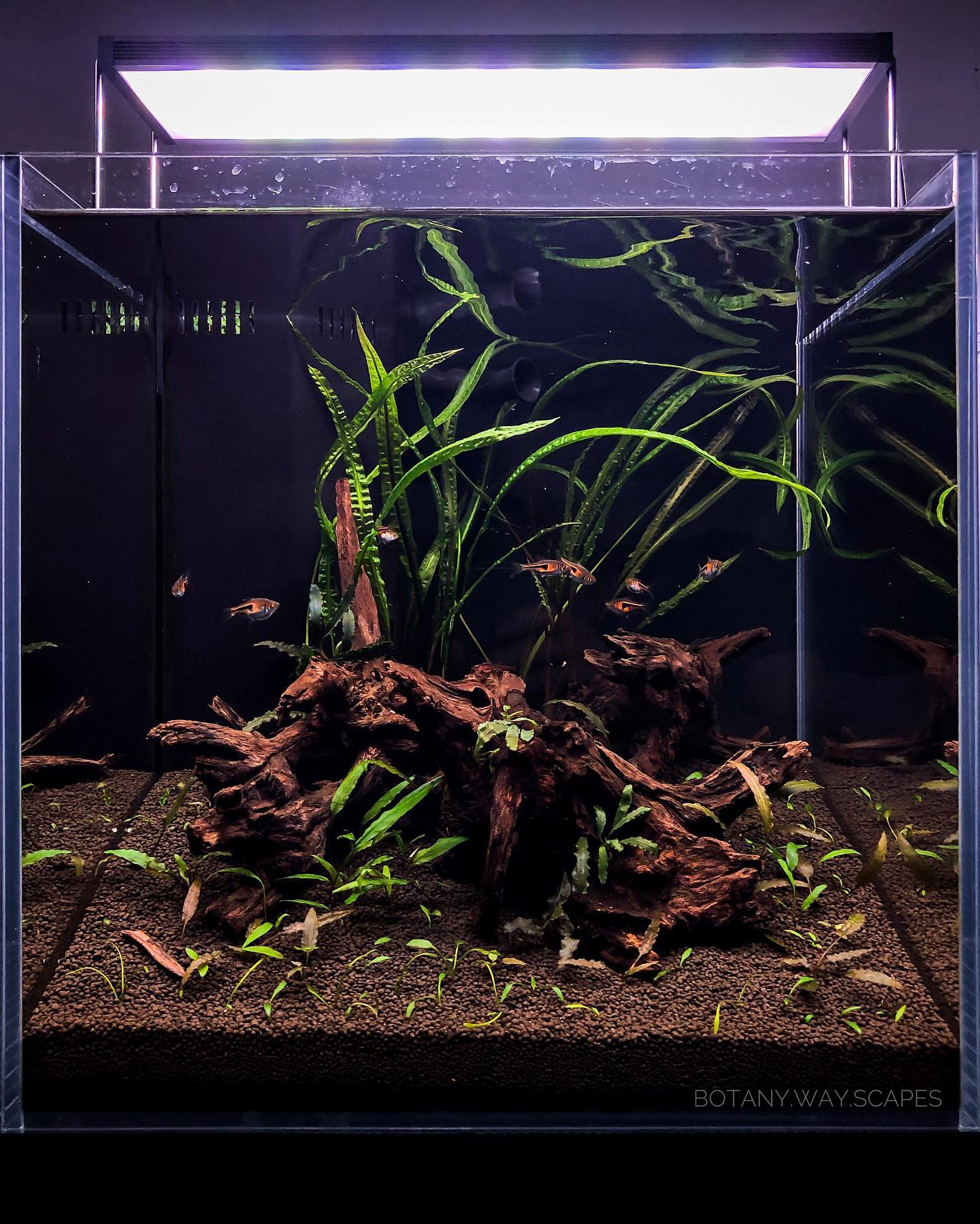 Small improvements every day 💚 . . .... - Botany Way Scapes
